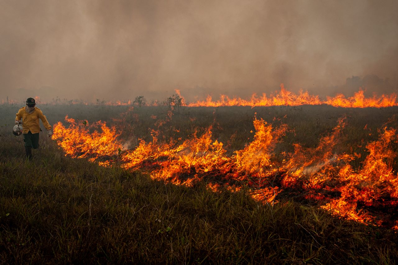 (Foto: Vinicius Mendonça / Ibama)