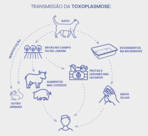 Desmistificando a Toxoplasmose: O Que Você Realmente Precisa Saber