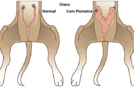 Piometra em animais