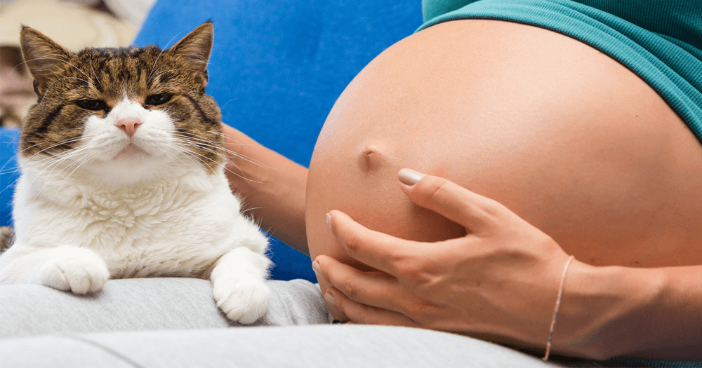 Desmistificando a Toxoplasmose