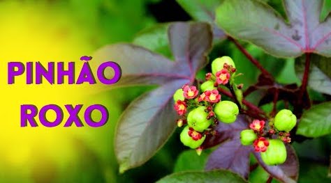 Poder Espiritual da Erva Pinhão Roxo.