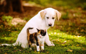 Direitos e Status Jurídico dos Animais - Propostas para Reconhecer os Animais como Seres Sencientes (Com Sentimentos e Consciência).