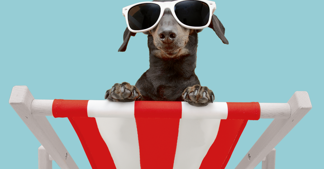 Como Cuidar do Seu Pet em Dias Quentes: 7 Dicas Para Evitar Superaquecimento