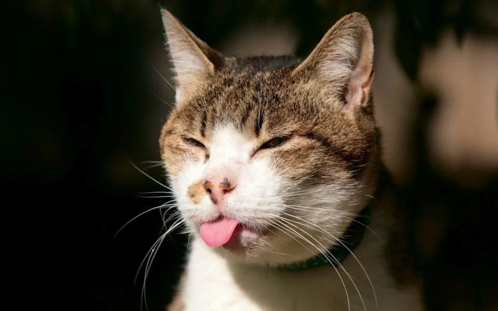 A Curiosa Personalidade Felina: Entenda o Comportamento dos Gatos