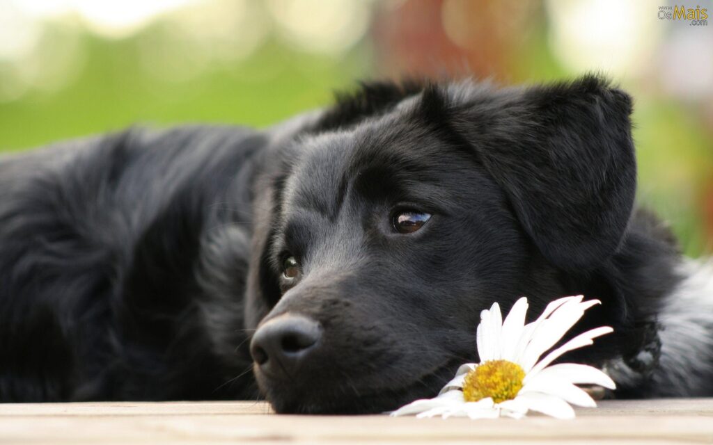 10 Nomes Diferentes para Cachorro – Fuja do Óbvio e Escolha com Criatividade