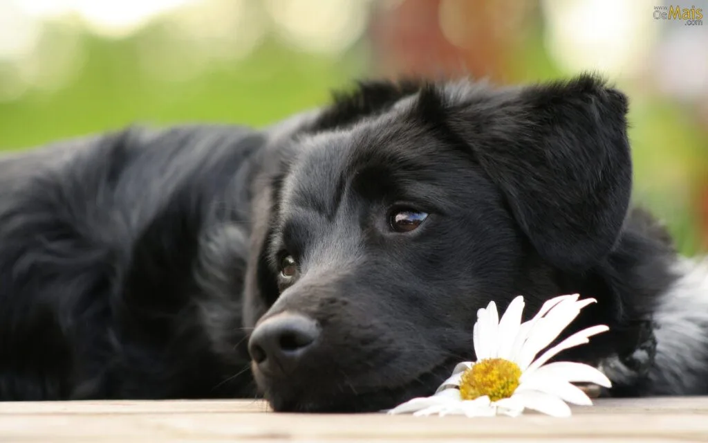 10 Nomes Diferentes para Cachorro – Fuja do Óbvio e Escolha com Criatividade
