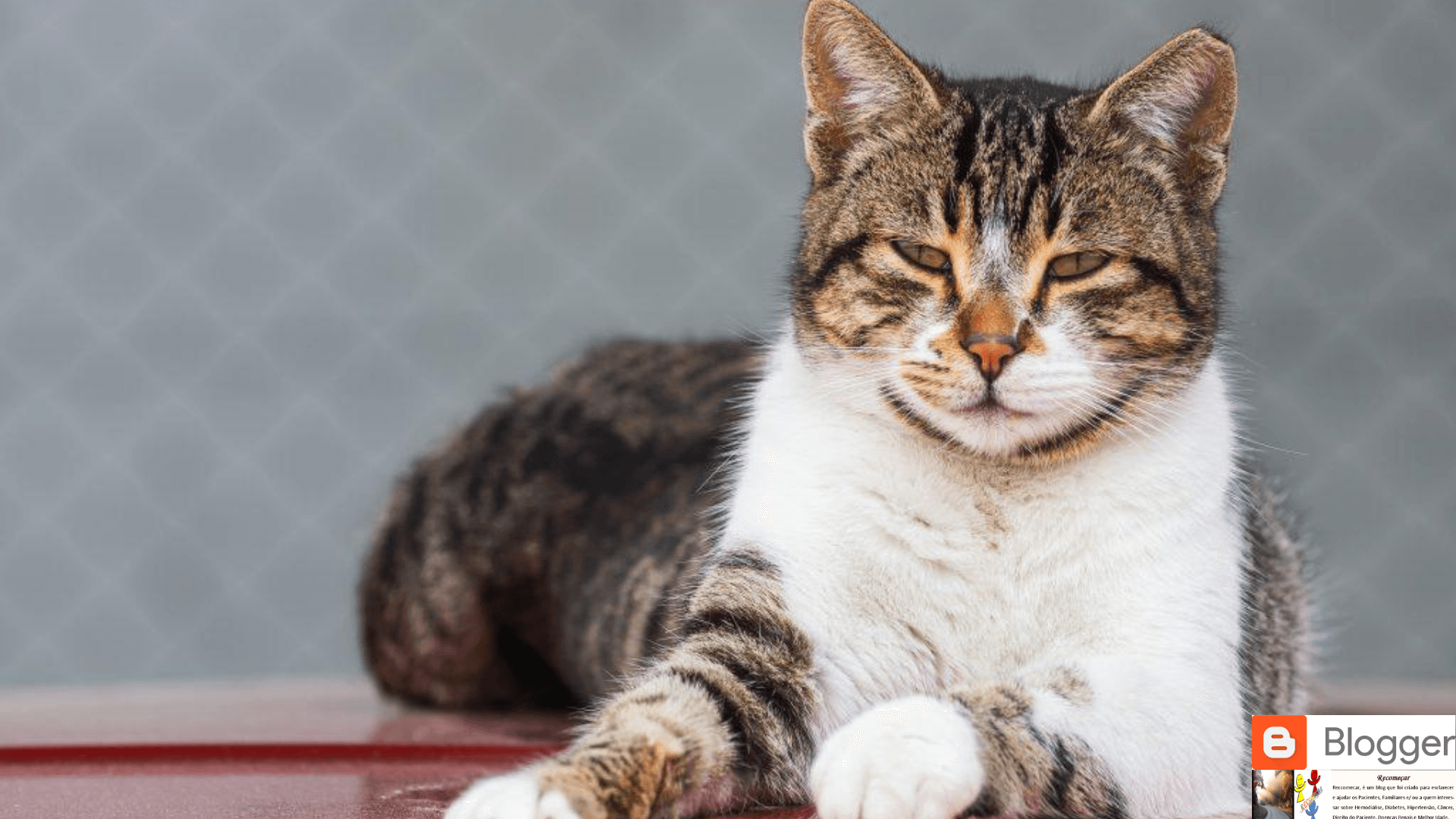 Como Cuidar de um Gato Idoso: Guia Completo para Garantir Qualidade de Vida na Terceira Idade Felina